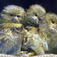 Illustration for article titled These Monkeys Always Give Birth to Twins – How Do They Do It?